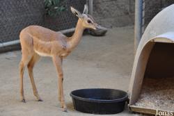 Los Angeles Zoo