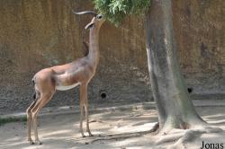 Los Angeles Zoo