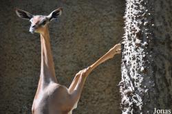 Los Angeles Zoo