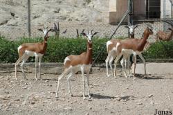 Parque de Rescate de Fauna Sahariana