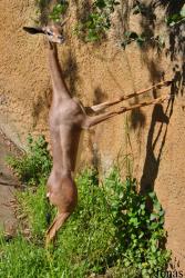 Los Angeles Zoo