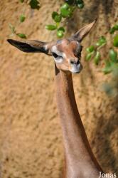 Los Angeles Zoo