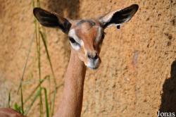 Los Angeles Zoo