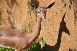 Los Angeles Zoo