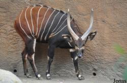 Los Angeles Zoo