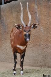 Los Angeles Zoo