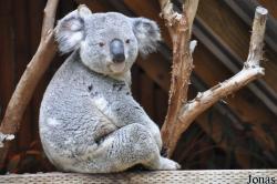 Los Angeles Zoo