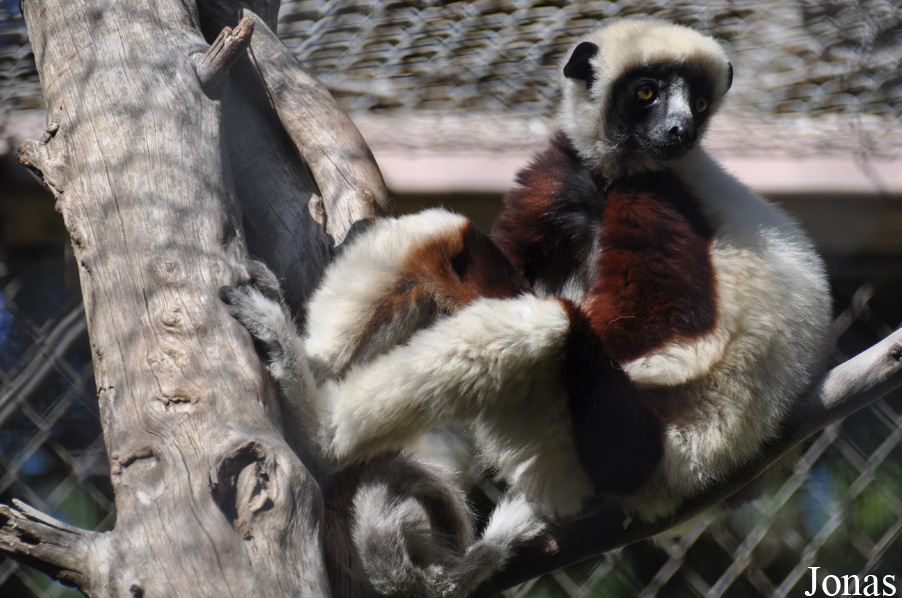 Los Angeles Zoo
