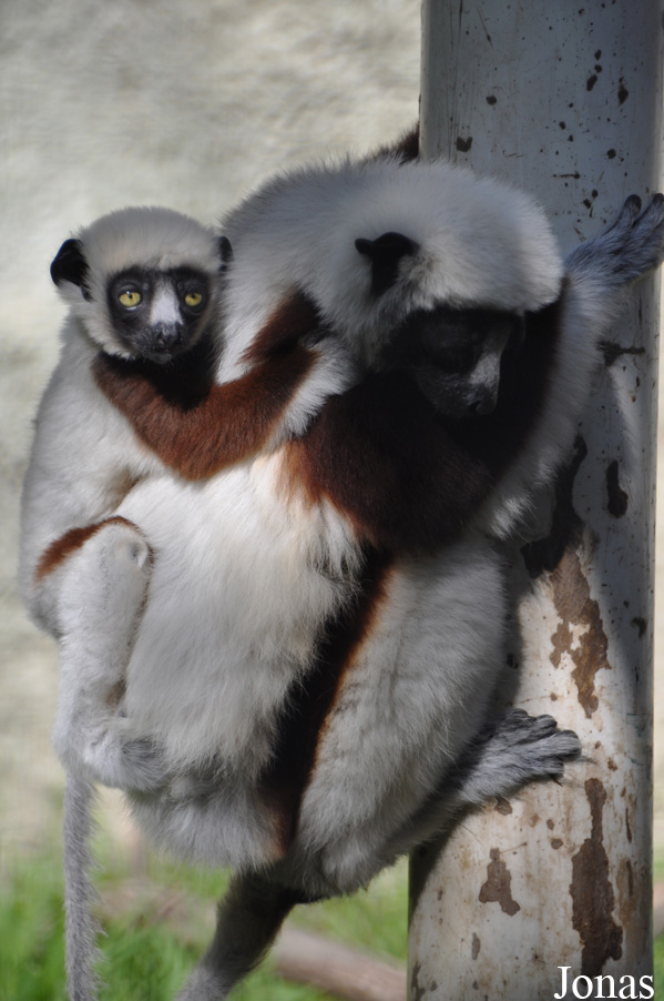 Los Angeles Zoo