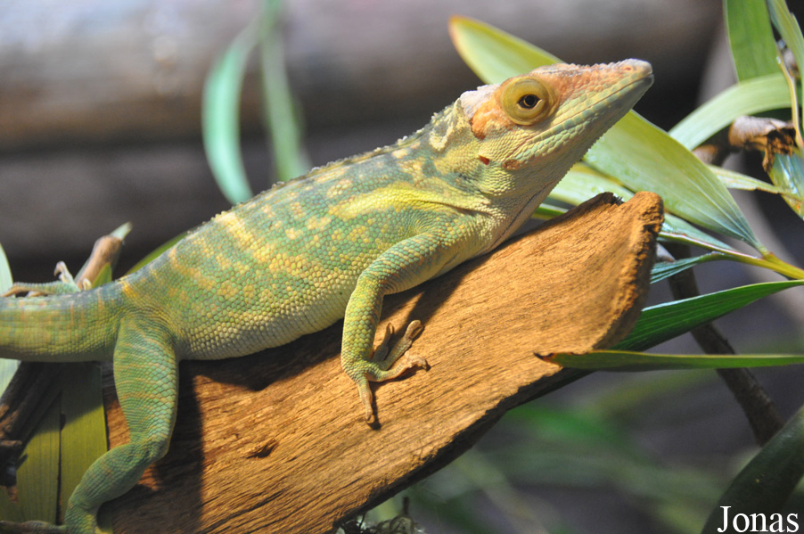 Los Angeles Zoo