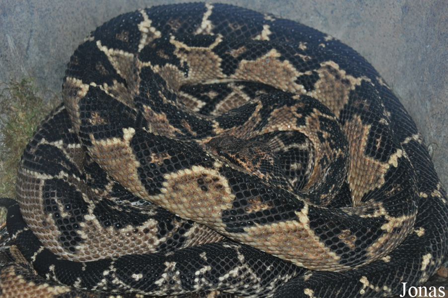 Los Angeles Zoo