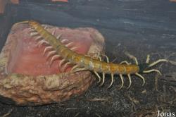 Scolopendra heros