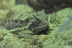 Los Angeles Zoo