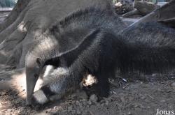 Santa Ana Zoo