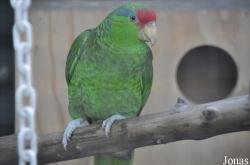 Santa Ana Zoo