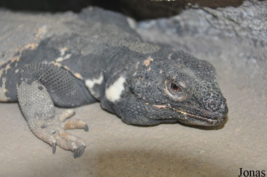 Orange County Zoo