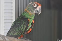 Poicephalus gulielmi massaicus
