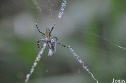 Argiope sp.