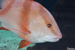 Aquarium du Conseil Général des Bouches-du-Rhône