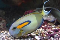 Acanthurus olivaceus