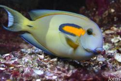 Aquarium de Canet-en-Roussillon