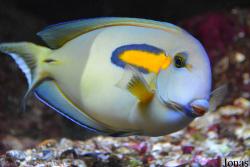 Aquarium de Canet-en-Roussillon