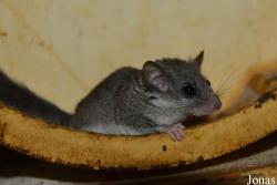 Noctalis