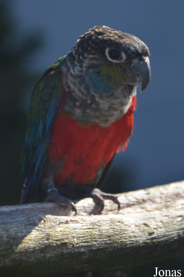 Vogelpark De Lorkeershoeve