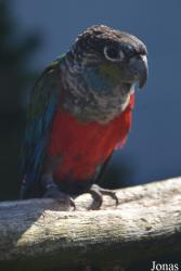 Vogelpark De Lorkeershoeve