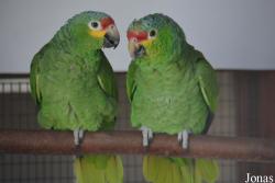 Vogelpark De Lorkeershoeve