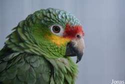 Amazona autumnalis autumnalis