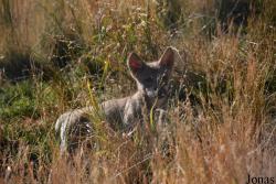 Les Loups du Gévaudan