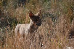Les Loups du Gévaudan