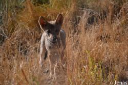 Les Loups du Gévaudan