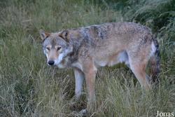 Les Loups du Gévaudan