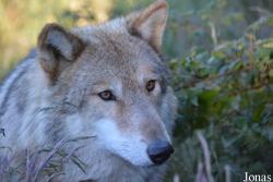 Les Loups du Gévaudan