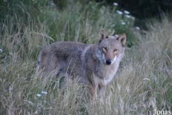 Les Loups du Gévaudan