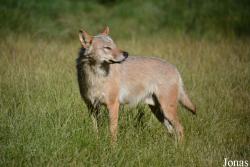 Les Loups du Gévaudan
