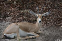 Gazella leptoceros