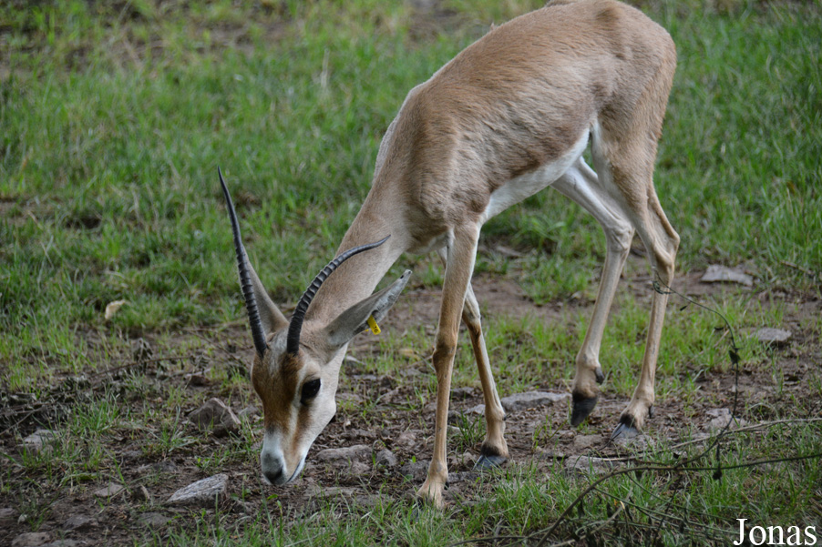 Zoo Landau in der Pfalz