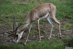 Zoo Landau in der Pfalz