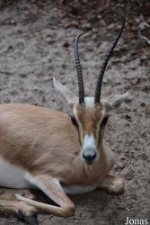 Zoo Landau in der Pfalz