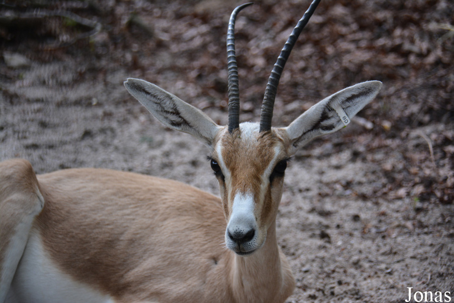 Zoo Landau in der Pfalz