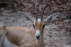 Zoo Landau in der Pfalz