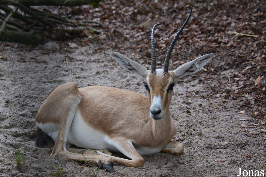 Zoo Landau in der Pfalz