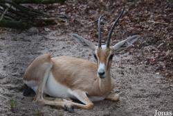 Zoo Landau in der Pfalz