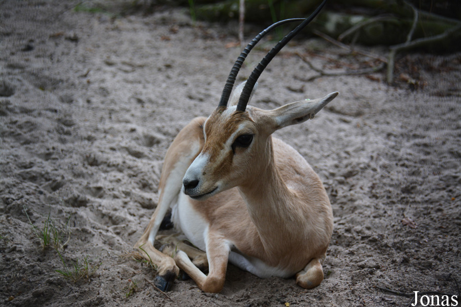 Zoo Landau in der Pfalz