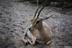 Zoo Landau in der Pfalz