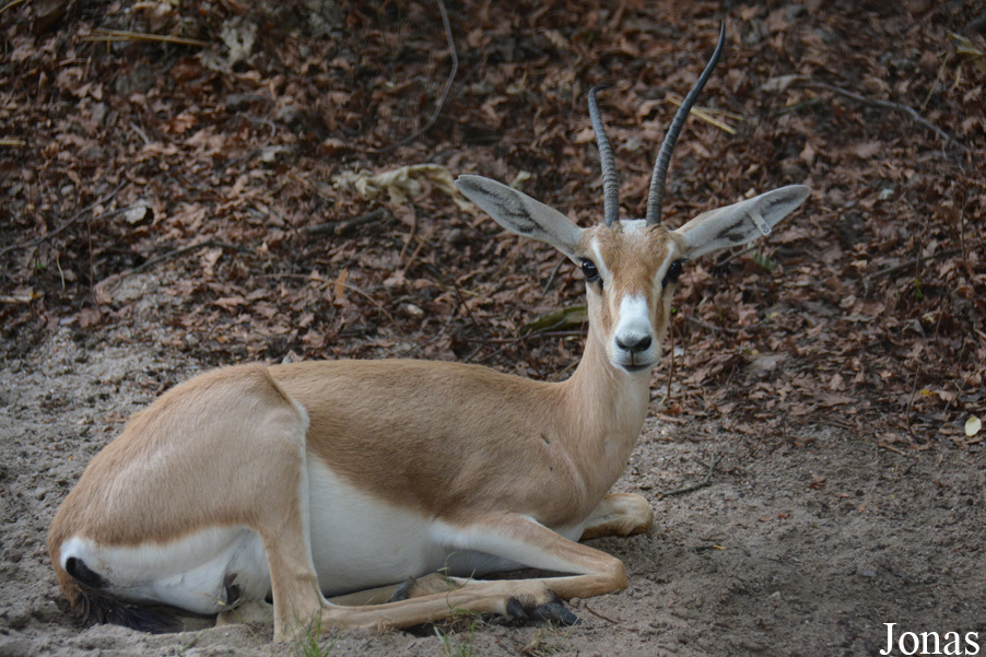 Zoo Landau in der Pfalz