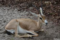 Zoo Landau in der Pfalz